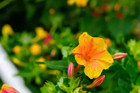 Eine leuchtend gelbe Wunderblume mit roten Streifen, umgeben von grünen Blättern und Knospen. Vorsicht, die Wunderblume ist giftig!