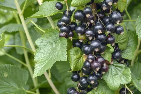 Reife schwarze Johannisbeeren hängen an einem Strauch. Die Johannisbeere pflanzen ist eine gute Idee für den Garten.