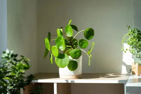 Pilea mit runden Blättern im hellen Licht, idealer **Pilea Standort** für ein gemütliches Zuhause.