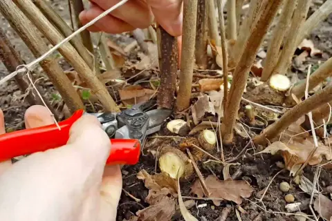 Hände mit roter Gartenschere schneiden junge Triebe an einem Johannisbeerstrauch.