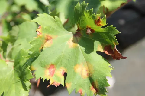 Grünes Weinblatt mit braunen Flecken, ein Zeichen für falschen Mehltau. Diese Krankheit befällt Weintrauben und kann zu erheblichen Ernteverlusten führen.
