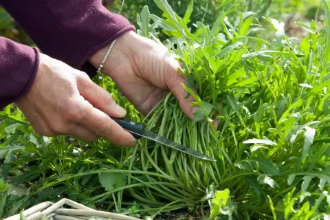 Hände ernten frische Rucola Pflanzen mit einem Messer.