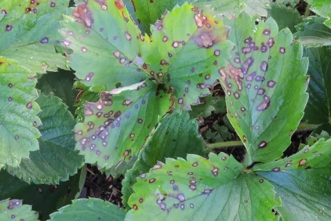 Erdbeerblätter mit dunklen Flecken und braunen Rändern, Anzeichen von Erdbeeren Krankheiten.