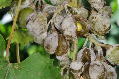 Traurige Trauben, gezeichnet von Mehltau. Die Früchte sind rissig und von einem grauen Belag überzogen, ein trauriges Bild für den Wein.