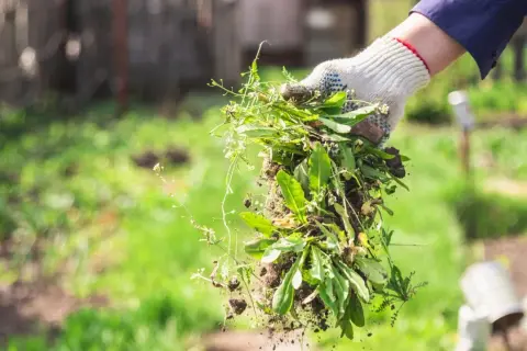 Gartenarbeit: Eine Hand in Handschuh hält frisch ausgezogenes Unkraut. So macht man Unkrautvernichter selber.