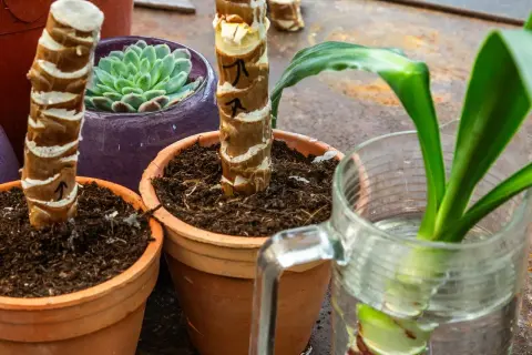 Yucca Palme Ableger in Töpfen und einem Glas Wasser. Ein kleiner Ableger einer Yucca Palme treibt Wurzeln im Wasser.