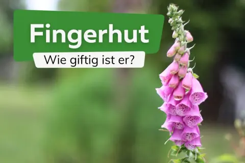 Ein rosa Fingerhut, der giftig ist, mit der Frage "Wie giftig ist er?" im Hintergrund.