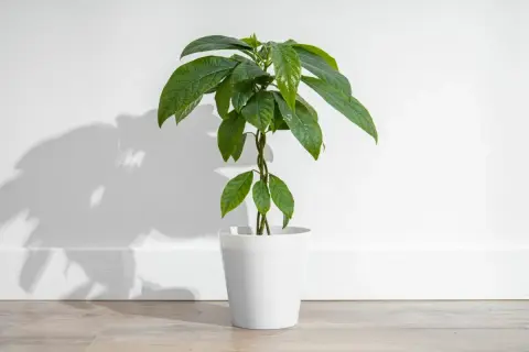 Eine junge avocado-pflanze 2 jahre alt, mit grünen Blättern, steht in einem weißen Topf vor einer weißen Wand.