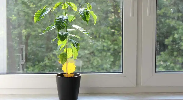 Kaffeepflanze im Topf auf Fensterbank, idealer kaffeepflanze standort für Licht. Draußen grüne Bäume.