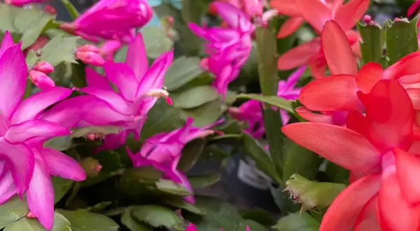 Bunte Weihnachtskakteen in Pink und Rot blühen üppig. Mit der richtigen Weihnachtskaktus Pflege werden sie zu einem echten Hingucker.