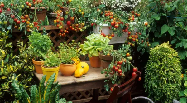 Üppig bepflanzter Balkon mit Tomaten, Salat und Kräutern. Ein Paradies zum Balkon bepflanzen mit frischen Ernten.