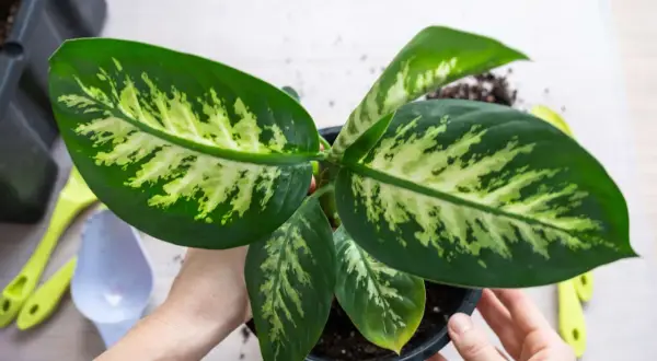 Hände halten einen Topf mit einer Dieffenbachia, einer der giftigen Zimmerpflanzen. Werkzeuge liegen daneben.