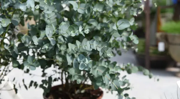 Ein dicht belaubter Strauch mit runden, blaugrünen Blättern. Die **Eucalyptus Gunnii Pflege** ist unkompliziert, ideal für Anfänger.