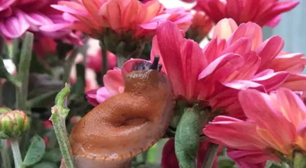 Eine braune Nacktschnecke kriecht über pinke Chrysanthemen.