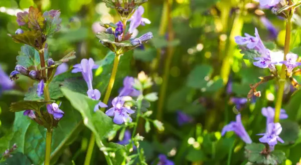 Nahaufnahme der Gundermann Pflanze mit ihren zarten violetten Blüten und grünen Blättern im Sonnenlicht.