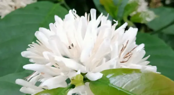 Weiße, sternförmige Blüten einer Kaffeepflanze. Die richtige Kaffeepflanze Pflege ist entscheidend für diese zarten Blüten.