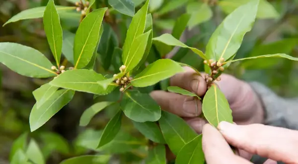 Hände prüfen die Knospen einer Lorbeerpflanze. Gute Lorbeerpflanze Pflege sorgt für gesunde Blätter.
