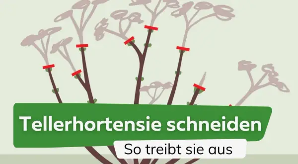 Illustration zeigt, wie man Tellerhortensien schneidet, damit sie neu austreiben.