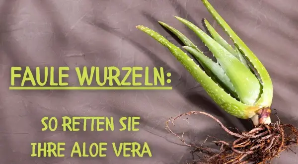 Aloe Vera mit faulen Wurzeln: Bilder zeigen, wie Sie Ihre Pflanze retten können.