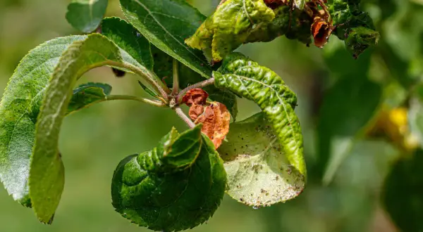 Verkrüppelte Blätter und braune Flecken zeigen **Apfelbaum Krankheiten**. Kleine Insekten krabbeln auf den Blättern.