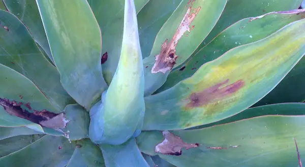 Agave mit braunen Flecken und Verfärbungen, Anzeichen von Agave Krankheiten.