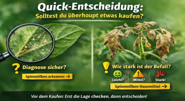 Lupe zeigt Spinnmilben auf Blatt. Rechts welkes Blatt. Entscheidungshilfe: Spinnmilben erkennen, Befallstärke einschätzen, Hausmittel finden.
