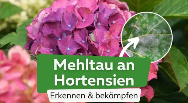 Nahaufnahme einer Hortensienblüte mit einem Detailbild eines Blattes, das von Mehltau befallen ist. Der Text "Mehltau an Hortensien" ist sichtbar.