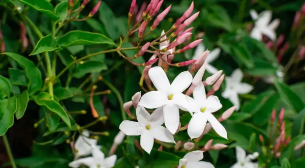 Weiße Jasminblüten und rosa Knospen vor grünen Blättern. Zeit zum jasmin schneiden, um neues Wachstum zu fördern.