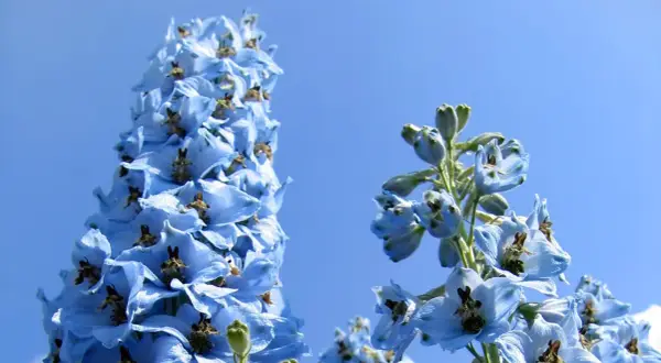 Blauer Rittersporn im Sonnenlicht, ein idealer Standort für diese Sommerblumen.
