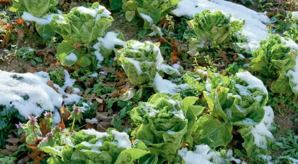 Romana-Salat im Schnee. Ein Zeichen, welchen Salat man jetzt noch pflanzen kann, wenn er winterhart ist.
