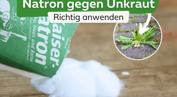 Natron gegen Unkraut: Ein Päckchen Natron wird auf Holz gestreut. Im Kreis ist ein Löwenzahn zu sehen, der zwischen Pflastersteinen wächst.