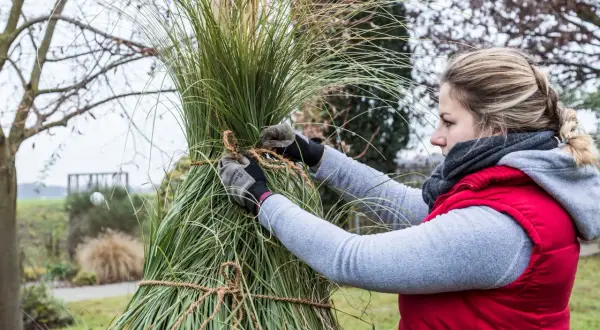 Frau bindet Pampasgras im Topf zusammen, um es vor dem Winter zu schützen.