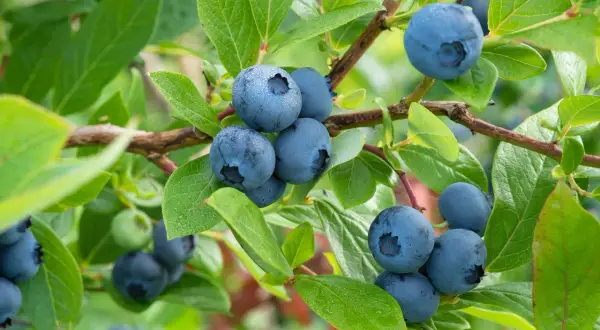 Reife Heidelbeeren hängen an einem Strauch. Der ideale **Heidelbeeren Standort** ist sonnig und geschützt.