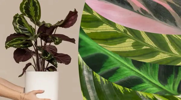 Vielfalt der Calathea arten: eine Pflanze im Topf und Nahaufnahmen von Blättern in Rosa, Grün und Gelb.