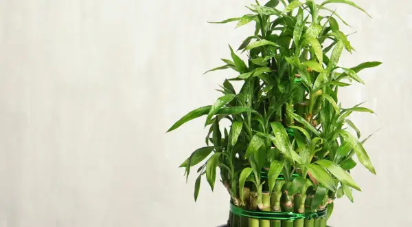 Ein grüner Lucky Bamboo im Topf, dessen Pflege einfach ist. Die glänzenden Blätter sind mit Wassertropfen bedeckt.
