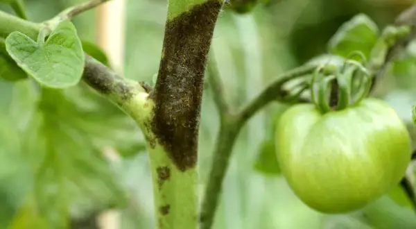 Tomatenstamm mit dunklen Flecken, ein Zeichen für Krankheiten. Ein grüner Tomatenfruchtansatz ist sichtbar.