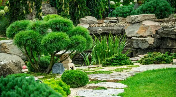 Ein friedlicher, privater japanischer Garten mit einem kunstvoll beschnittenen Baum, Steinen und einem Bachlauf.