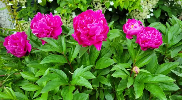 Leuchtend pinke Pfingstrosen blühen üppig aus der dunklen Erde, umgeben von sattgrünen Blättern.