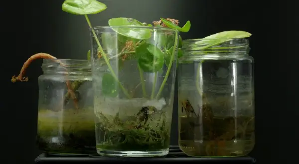 Drei Glasbehälter mit Wasser, in denen junge Pflanzen mit Wurzeln wachsen. Ein gebogener Trieb ragt aus dem linken Glas.