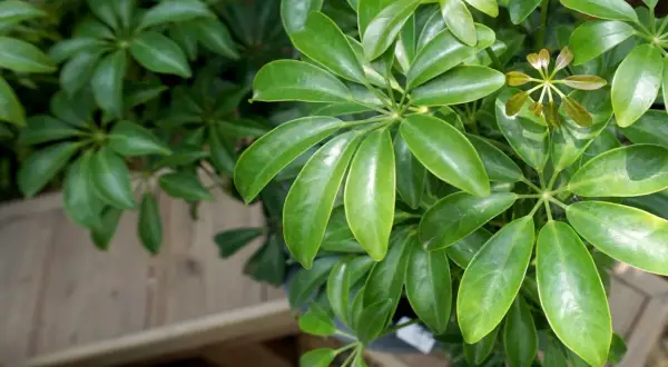 Grüne, glänzende Blätter von Schefflera, ideal als pflegeleichte Pflanzen, die wenig Licht brauchen.