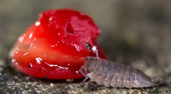 Eine Kellerassel krabbelt auf einem roten Fruchtstück. Tipps zum Kellerasseln vertreiben.