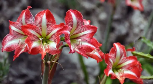 Rote und weiße Amaryllisblüten, die auf eine gute Amaryllis Pflege hinweisen.