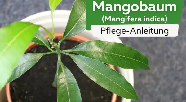Ein junger Mangobaum, etwa 1 Jahr alt, in einem Topf. Die grünen Blätter sind üppig und zeigen die Pflege-Anleitung für Mangobäume.