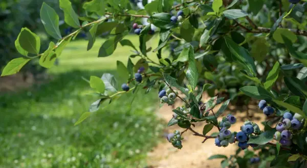 Reife Heidelbeeren hängen an einem Strauch. Der beste Zeitpunkt für das Heidelbeeren umpflanzen ist im Frühjahr oder Herbst.