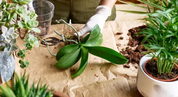 Hände mit Handschuhen bereiten das Orchideen umtopfen vor. Eine Orchidee mit Luftwurzeln liegt bereit, daneben Rindenmulch und eine Schere.