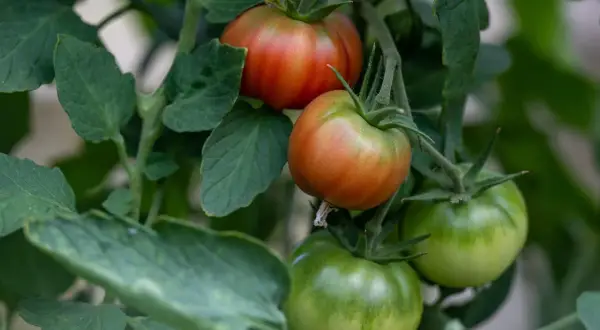 Reife Tomaten werden rot, während andere noch grün sind. Die Sonne lässt sie langsam reifen.