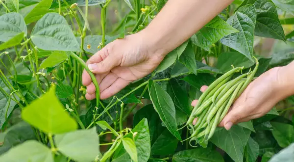 Hände ernten frische buschbohnen aus dem Garten. Die grünen Bohnen sind reif und bereit für die Küche.