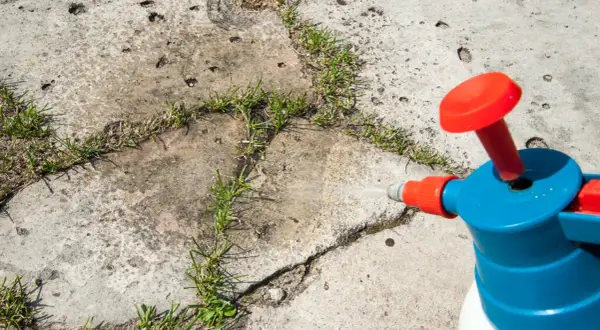 Ein Sprühgerät mit Essigessenz bekämpft Unkraut auf Betonplatten.