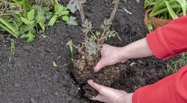 Hände pflanzen eine Pfingstrose um. Der Wurzelballen wird vorsichtig in die Erde gesetzt, um die Pflanze an ihrem neuen Standort zu etablieren.