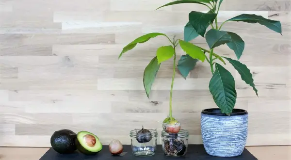 Vom ganzen Avocado-Kern zum Keimling: Ein Prozess, der Geduld beim Avocado kern ziehen erfordert.